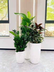 专业植物出租，让宁波余姚空间绿意盎然